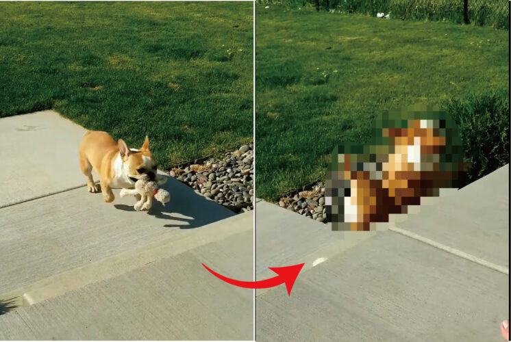 ぬいぐるみをくわえてゴキゲンな足取りで走ってきた愛犬。ところが、足元の確認がおろそかになっていたようで・・ハプニングが！！