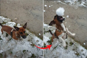 飼い主さんが投げるボールをキャッチしようとくわえてみるも、全然うまくいかない愛犬。それもそのはず、そのボールというのは・・