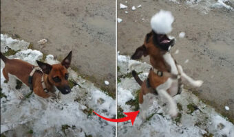 飼い主さんが投げるボールをキャッチしようとくわえてみるも、全然うまくいかない愛犬。それもそのはず、そのボールというのは・・
