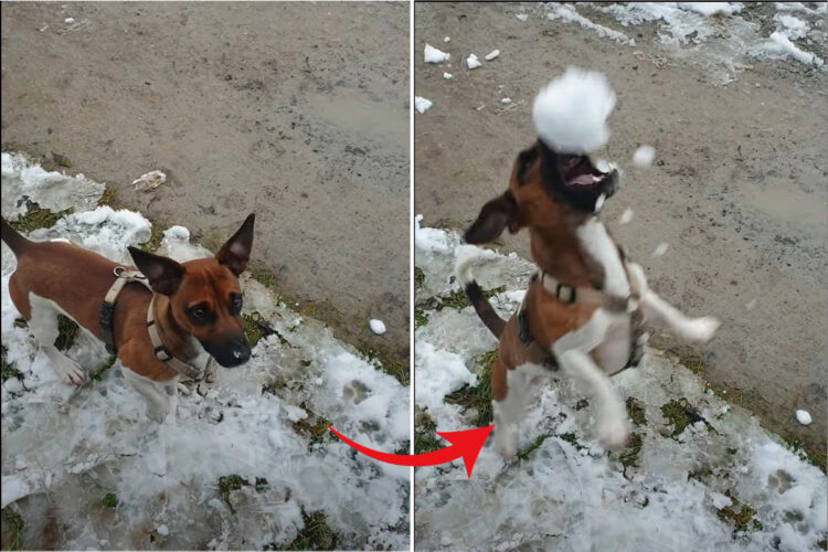 飼い主さんが投げるボールをキャッチしようとくわえてみるも、全然うまくいかない愛犬。それもそのはず、そのボールというのは・・