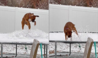 これはこれで新鮮で楽しい?子犬は雪の積もったトランポリンで跳ねて遊んでいます【アメリカ・動画】
