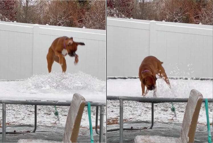 これはこれで新鮮で楽しい？子犬は雪の積もったトランポリンで跳ねて遊んでいます【アメリカ・動画】