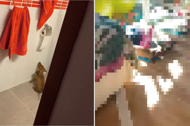 トイレットペーパーを見つめる愛犬。なにか気になるのかと思いきや、飼い主さんも笑ってしまうヤンチャな遊びをはじめました！！【海外・動画】