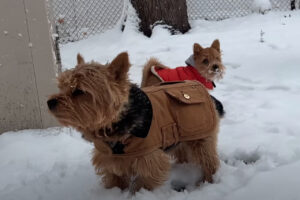 カナダの首都オタワで初雪が！外に遊びに出た愛犬たち父子ですが・・、口元に雪が付いている子は、もしかしてモグモグしてた？【海外・動画】