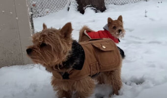 カナダの首都オタワで初雪が!外に遊びに出た愛犬たち父子ですが・・、口元に雪が付いている子は、もしかしてモグモグしてた?【海外・動画】