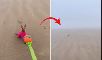 飼い主さんの投げたボールを追って霧の中に消えていったミニチュア・ピンシャー。ボールをしっかり取って来れるのでしょうか？【海外・動画】