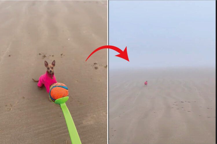 飼い主さんの投げたボールを追って霧の中に消えていったミニチュア・ピンシャー。ボールをしっかり取って来れるのでしょうか？【海外・動画】