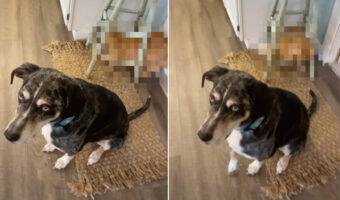 じ〜〜っと飼い主さんのことを見つめる愛犬。そんな君のしっぽをオモチャにしている子がいますよ！？【アメリカ・動画】