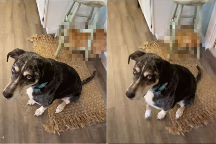 じ〜〜っと飼い主さんのことを見つめる愛犬。そんな君のしっぽをオモチャにしている子がいますよ！？【アメリカ・動画】