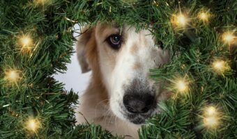 クリスマスの奇跡。サンタさんからの贈り物は行方不明の愛犬との再会!?