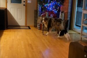 愛犬は一緒に暮らす猫の子守中？紐をくわえてリビングを歩き回ると・・、猫は夢中で追いかけます！！