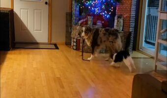 愛犬は一緒に暮らす猫の子守中？紐をくわえてリビングを歩き回ると・・、猫は夢中で追いかけます！！