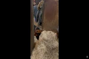 美味しそうに馬が食べていた飼葉が気になった？なんとそばにいた愛犬も牧草をはむはむしはじめました！