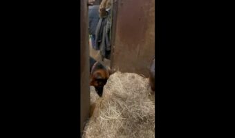 美味しそうに馬が食べていた飼葉が気になった？なんとそばにいた愛犬も牧草をはむはむしはじめました！