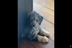 ソファの下からひょっこり顔を出したバーナードゥードルの子犬。飼い主さんに「なにしてるの？」と声をかけられても、不思議そうに右に左に首を傾げています