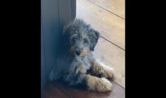 ソファの下からひょっこり顔を出したバーナードゥードルの子犬。飼い主さんに「なにしてるの？」と声をかけられても、不思議そうに右に左に首を傾げています