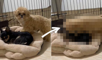 大好きなお友達と遊びたくてたまらないワンコ。怒られてもめげずに、愛があふれる行動に出たのです！