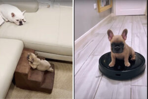 自分の影に飛びかかったり、ベッドへの階段がうまく上れなかったり・・・フレンチブルドッグの子犬の行動がかわいすぎる！！【海外・動画】