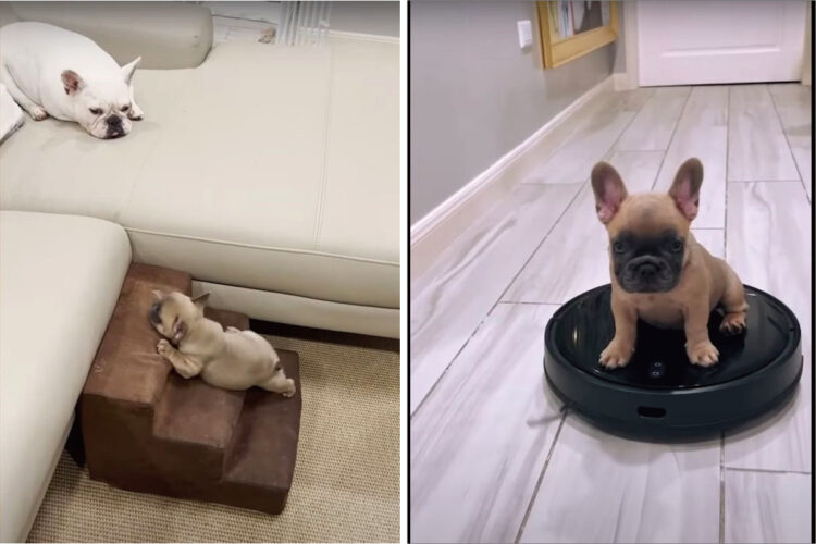 自分の影に飛びかかったり、ベッドへの階段がうまく上れなかったり・・・フレンチブルドッグの子犬の行動がかわいすぎる！！【海外・動画】