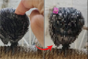 毛糸の玉のようなものを指でツンツン。その正体は、くりんとした大きなおめめがかわいい『ある動物』でした！！【海外・動画】