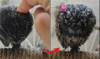 毛糸の玉のようなものを指でツンツン。その正体は、くりんとした大きなおめめがかわいい『ある動物』でした！！【海外・動画】