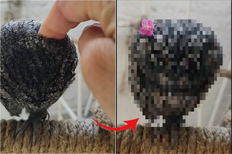 毛糸の玉のようなものを指でツンツン。その正体は、くりんとした大きなおめめがかわいい『ある動物』でした！！【海外・動画】