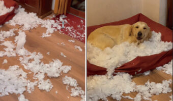 帰宅したら、床が一面真っ白になっている!?この大惨事の中心と思われるソファの上には、ご機嫌そうなゴールデンレトリバーがいて・・
