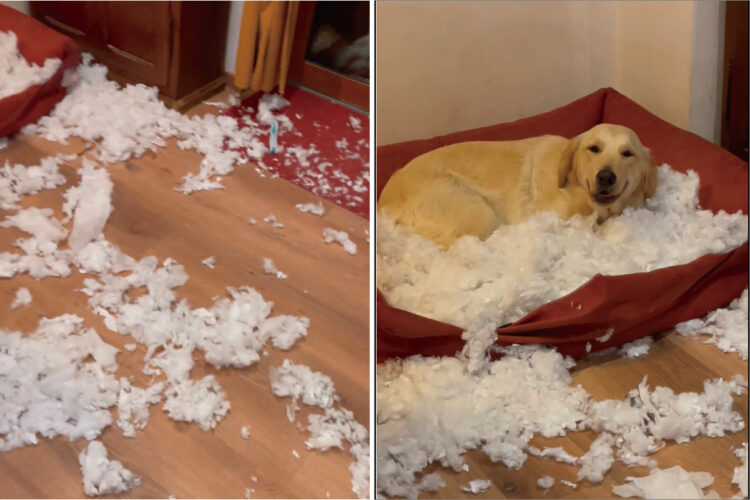 帰宅したら、床が一面真っ白になっている！？この大惨事の中心と思われるソファの上には、ご機嫌そうなゴールデンレトリバーがいて・・