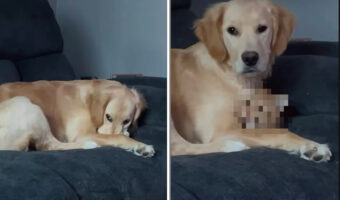 なにかを守るようにしてぎゅっと抱きしめているゴールデンレトリバー。この子が抱き寄せていたのはいったい？！【海外・動画】