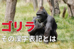 「ゴリラ」の漢字表記とは？その由来と実際のゴリラの性格は正反対？！