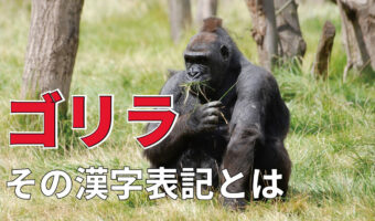 「ゴリラ」の漢字表記とは?その由来と実際のゴリラの性格は正反対?!