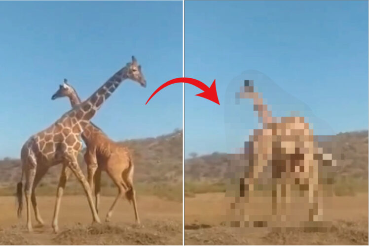 キリンの武器ってそれだったの・・。争うキリンたちがぶつけ合っていたのは、特徴的な『アレ』だったのです！！【海外・動画】