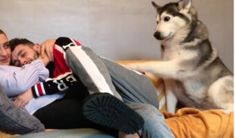 ねえねえ、私も構ってよ〜!ハスキー犬のミリーちゃんが超絶キュート!