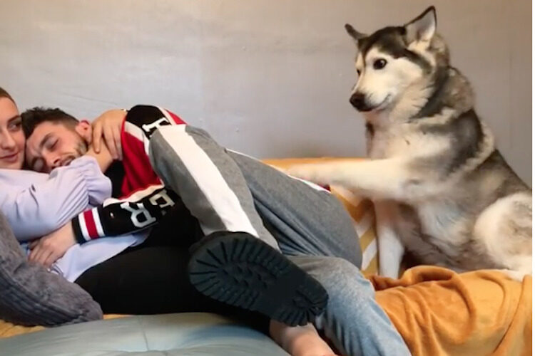 ねえねえ、私も構ってよ〜！ハスキー犬のミリーちゃんが超絶キュート！