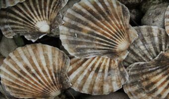 ホタテの漢字表記は、なぜ帆を立てるで「帆立」なの?実は勘違いされた生態から来た名前だった!!