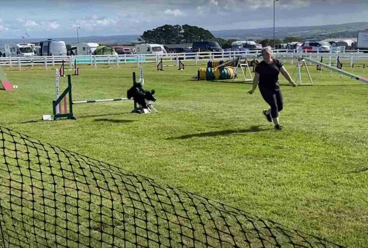 アジリティ中にまさかのハプニング！とはいえ、それは障害物を元気になんなく突破していく犬の身に起きたのではなく・・【海外・動画】