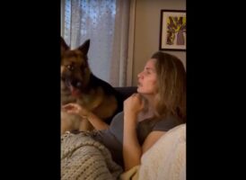 愛犬のやさしさにほっこり。くしゃみをした飼い主さんにジャーマンシェパードが取った愛らしい行動とは！？