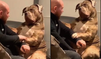 飼い主さんを見つめる体の大きなブルドッグがとてもかわいい!おててや体を擦ってもらってうれしそうです【海外・動画】