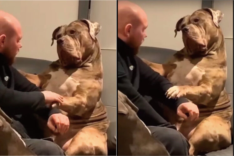 飼い主さんを見つめる体の大きなブルドッグがとてもかわいい！おててや体を擦ってもらってうれしそうです【海外・動画】