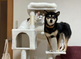 キャットタワーに登りたくなっちゃった犬が可愛いと話題に！「イッヌ。違うやで」とツッコミを入れる猫も面白い！