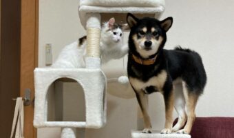 キャットタワーに登りたくなっちゃった犬が可愛いと話題に!「イッヌ。違うやで」とツッコミを入れる猫も面白い!