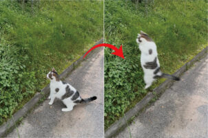 茂みをじっと見つめる猫。なにかを見つけたようで飛びかかるのですが・・、そんな猫にとんだハプニングが！！
