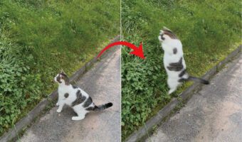 茂みをじっと見つめる猫。なにかを見つけたようで飛びかかるのですが・・、そんな猫にとんだハプニングが!!