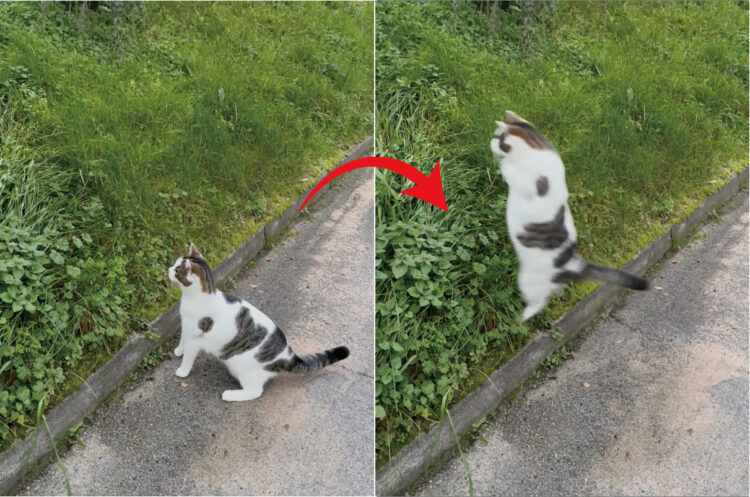 茂みをじっと見つめる猫。なにかを見つけたようで飛びかかるのですが・・、そんな猫にとんだハプニングが！！