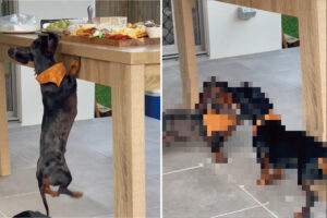 あとちょっとがとても遠い。愛犬はテーブルのうえの食べ物が気になるみたいですが、絶妙にその手は届きません！！【海外・動画】