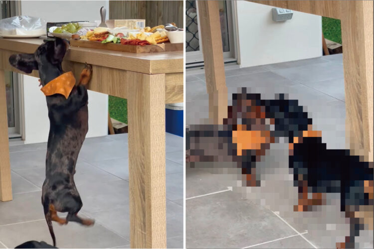 あとちょっとがとても遠い。愛犬はテーブルのうえの食べ物が気になるみたいですが、絶妙にその手は届きません！！【海外・動画】