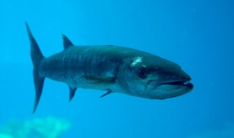 「かます」とはどんな魚？その漢字表記が難しい！？