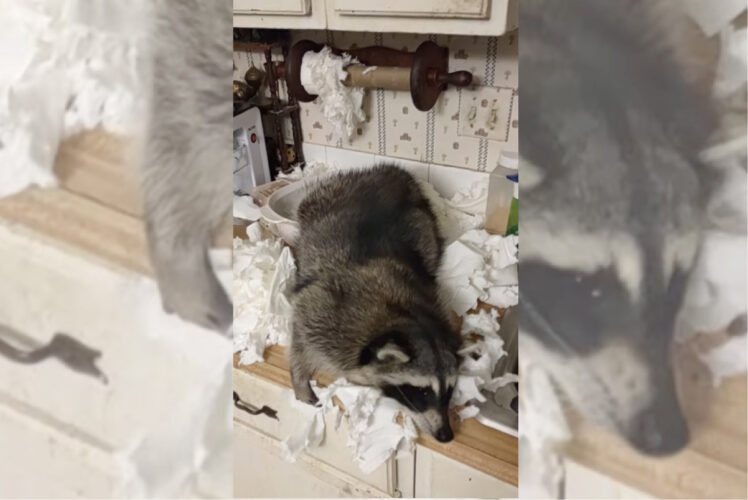 このイタズラはヤンチャ過ぎるけど、楽しかったみたいだね！キッチンに侵入したアライグマはどうやらキッチンペーパーをオモチャにしたようです