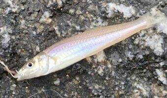 「キス」とはどんな魚？その漢字表記は？