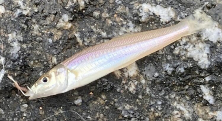 「キス」とはどんな魚？その漢字表記は？